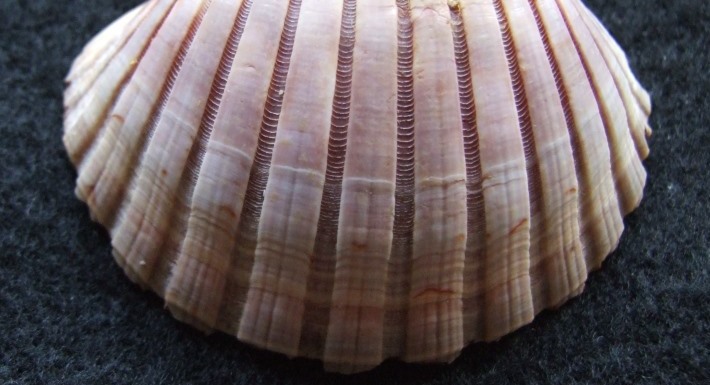 border Pecten dorotheae